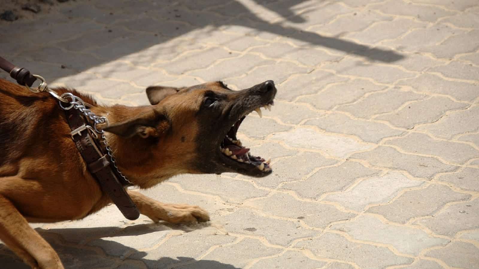 Aggressive dog wearing choke chain barks and bares teeth at person off-camera.